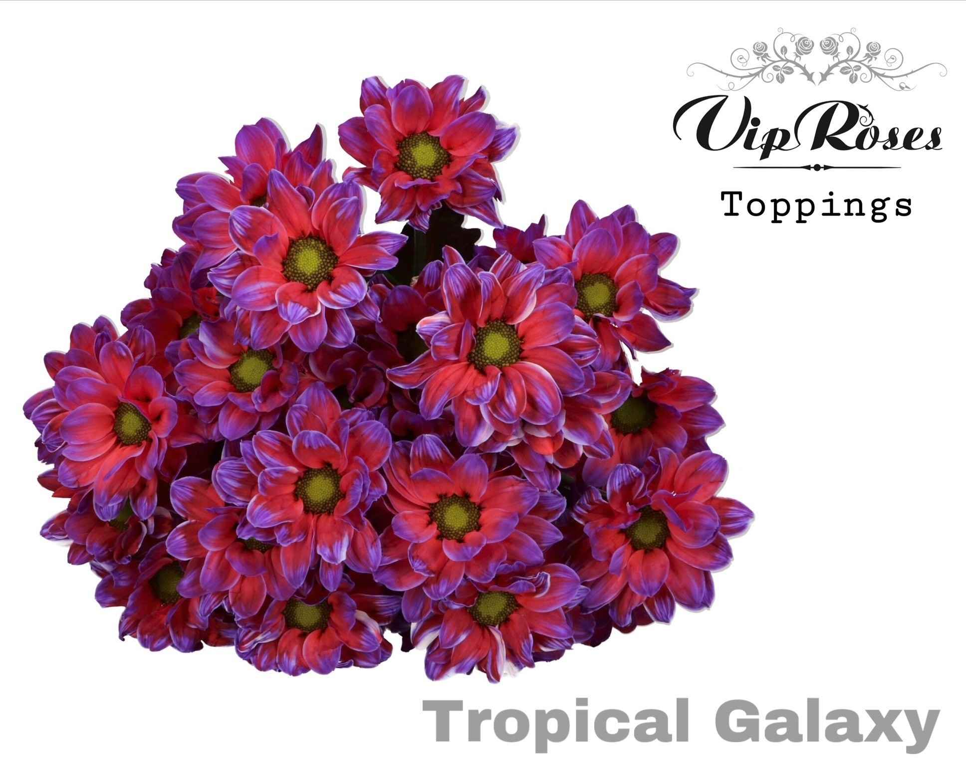 Срезанные цветы оптом Chrys sp paint tropical galaxy от 20шт из Голландии с доставкой по России