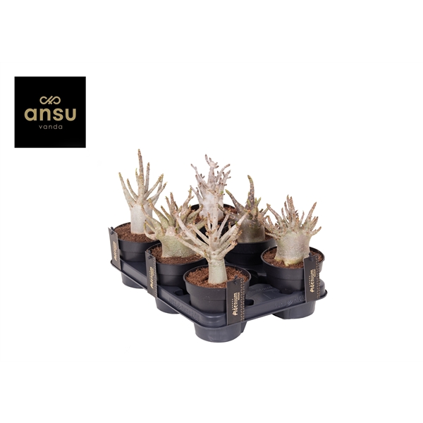 Горшечные цветы и растения оптом Adenium Baobab от 10шт из Голландии с доставкой по России