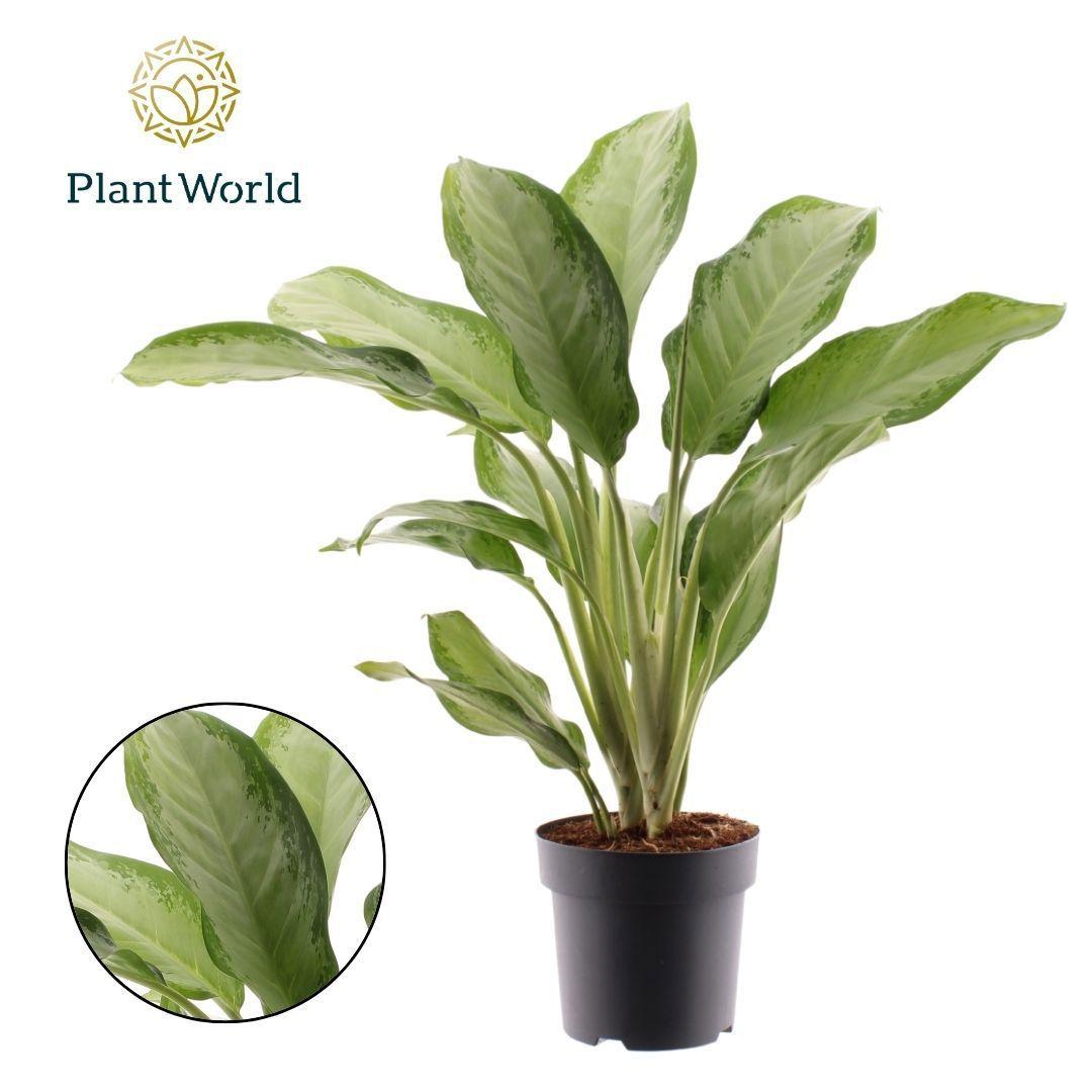 Горшечные цветы и растения оптом Aglaonema Cleopatra от 3шт из Голландии с доставкой по России