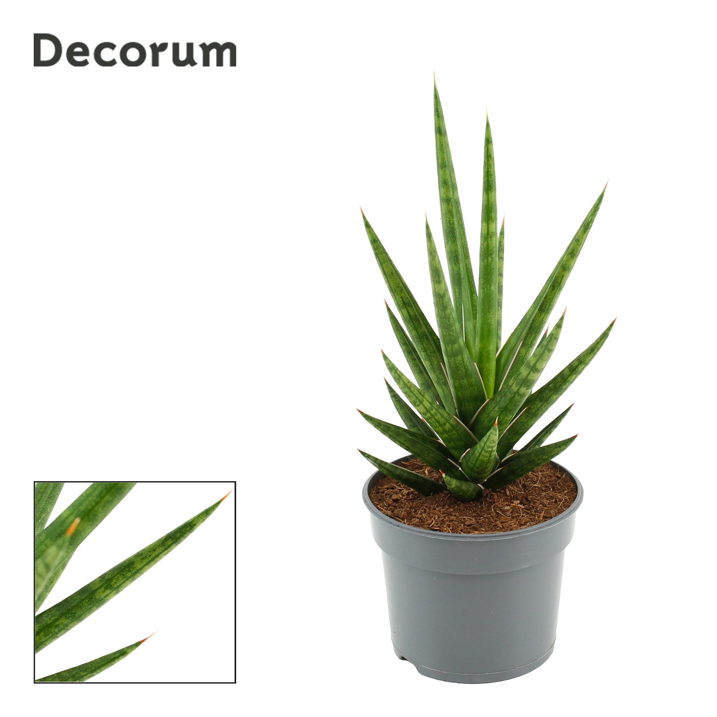 Горшечные цветы и растения оптом Sansevieria Francisii (decorum) от 18шт (для телеги) из Голландии с доставкой по России