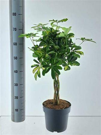 Горшечные цветы и растения оптом Schefflera Gold Capella Twisted Stem (decorum) от 1шт из Голландии с доставкой по России