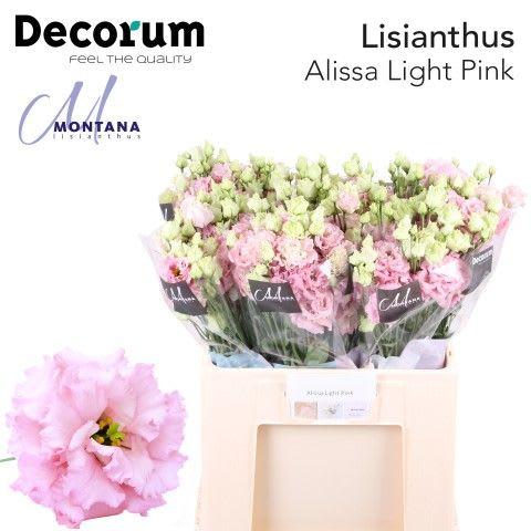 Срезанные цветы оптом Lisianthus do alissa pink от 80шт из Голландии с доставкой по России