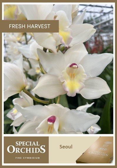 Срезанные цветы оптом Cymbidium white seoul от 9шт из Голландии с доставкой по России