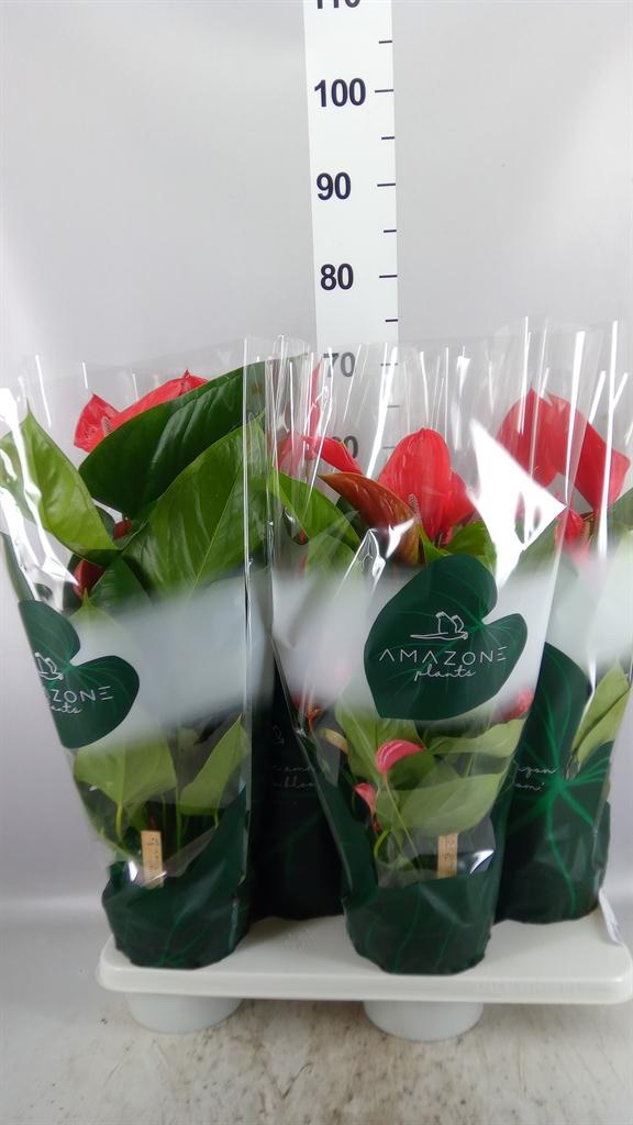 Горшечные цветы и растения оптом Anthurium Andr. melodia Ibis от 4шт из Голландии с доставкой по России