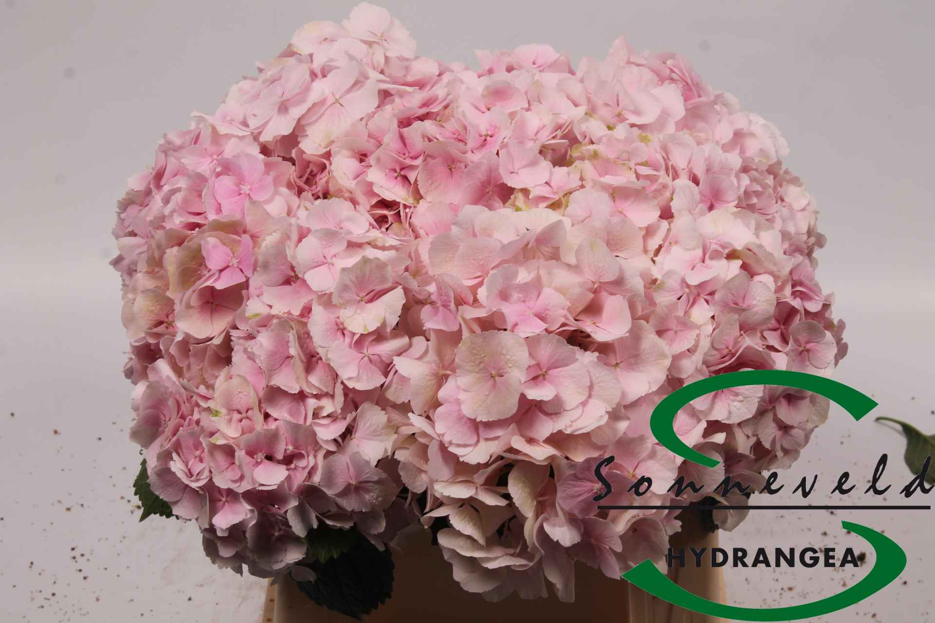 Срезанные цветы оптом Hydrangea verena classic old pink от 10шт из Голландии с доставкой по России