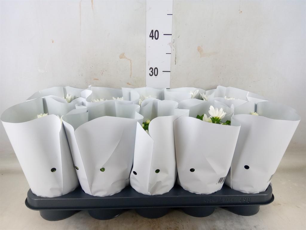 Горшечные цветы и растения оптом Chrys White Brave 3pp от 10шт из Голландии с доставкой по России