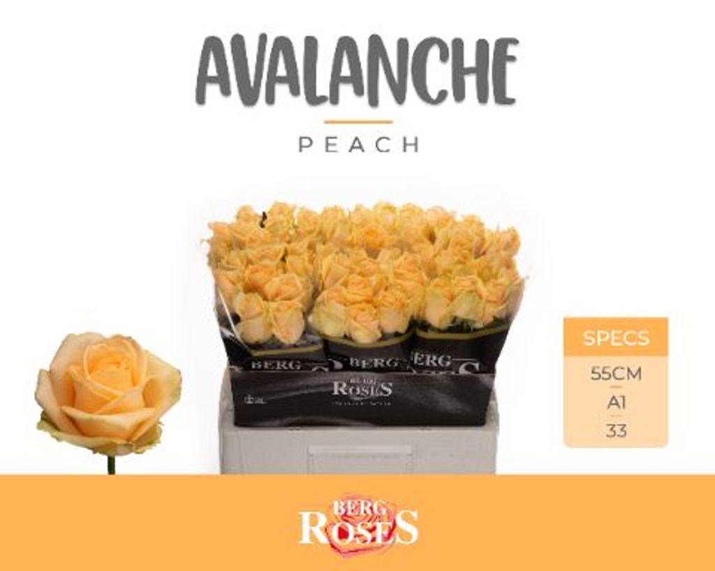 Срезанные цветы оптом Rosa large peach avalanche+ от 60шт из Голландии с доставкой по России