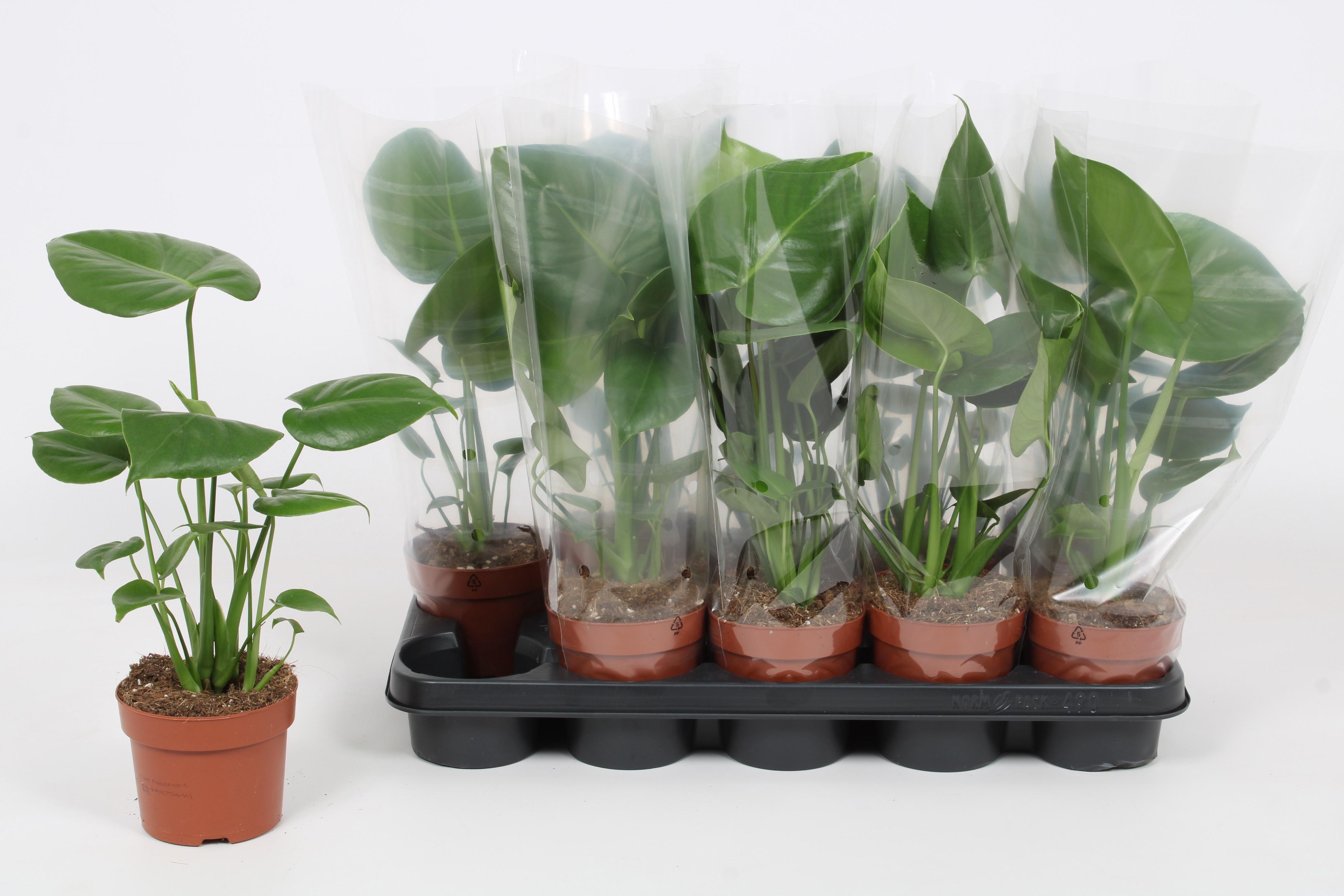 Горшечные цветы и растения оптом Monstera Ov от 10шт из Голландии с доставкой по России