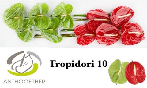 Срезанные цветы оптом Anthurium tropidori mix от 10шт из Голландии с доставкой по России