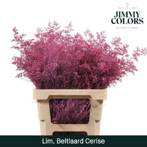 Срезанные цветы оптом Limonium beltlaard paint cerise от 50шт из Голландии с доставкой по России