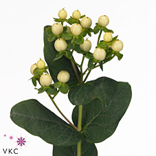 Срезанные цветы оптом Hypericum cool romance от 100шт. из Голландии с доставкой по России