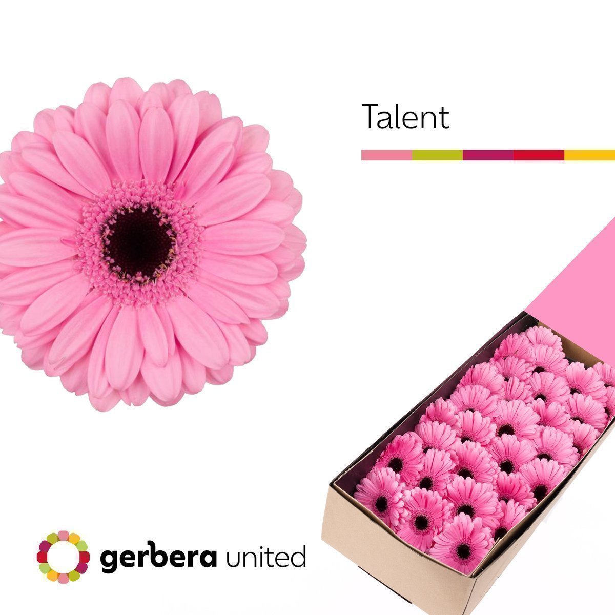 Срезанные цветы оптом Germini talent от 30шт из Голландии с доставкой по России