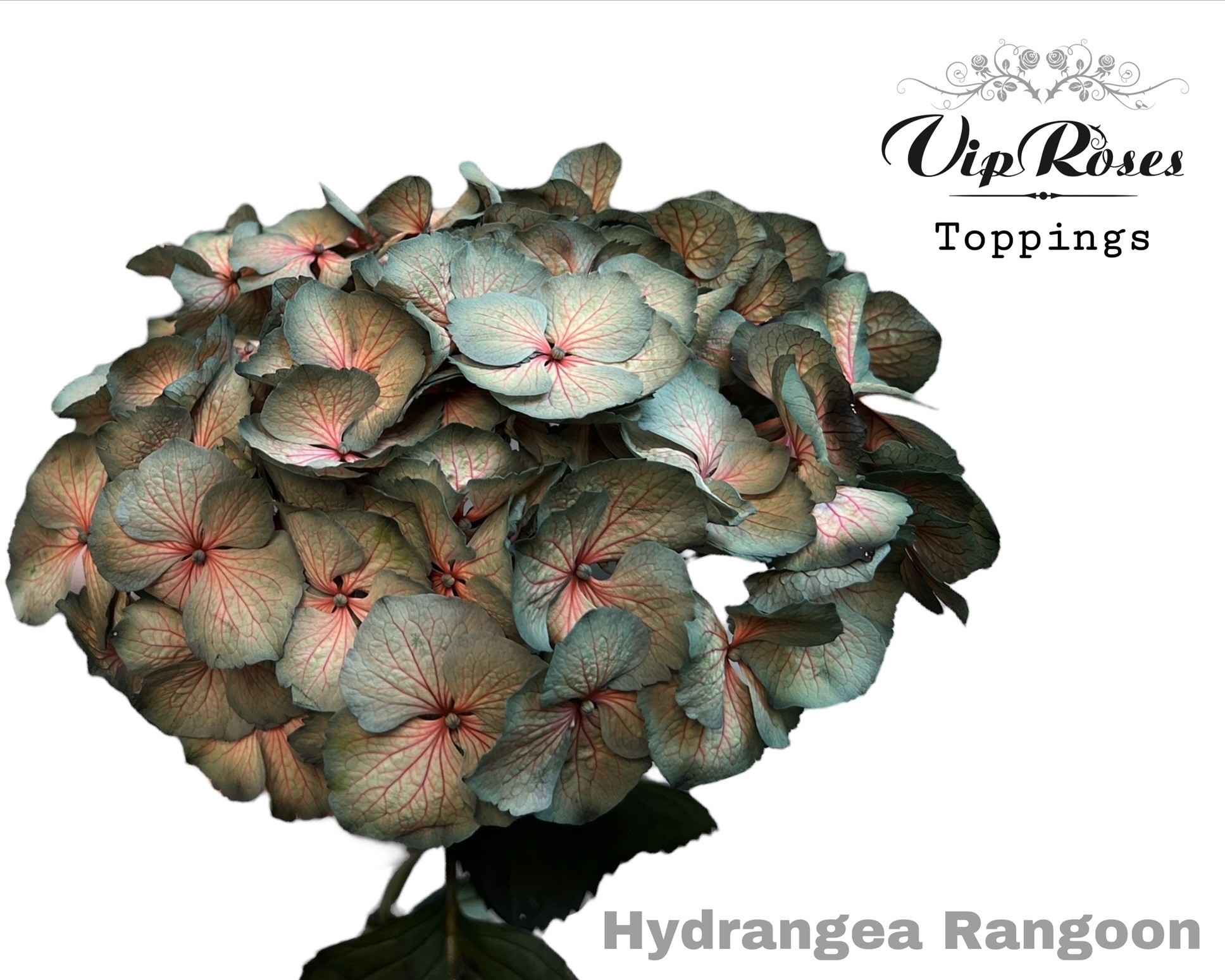 Срезанные цветы оптом Hydrangea paint rangoon от 10шт из Голландии с доставкой по России