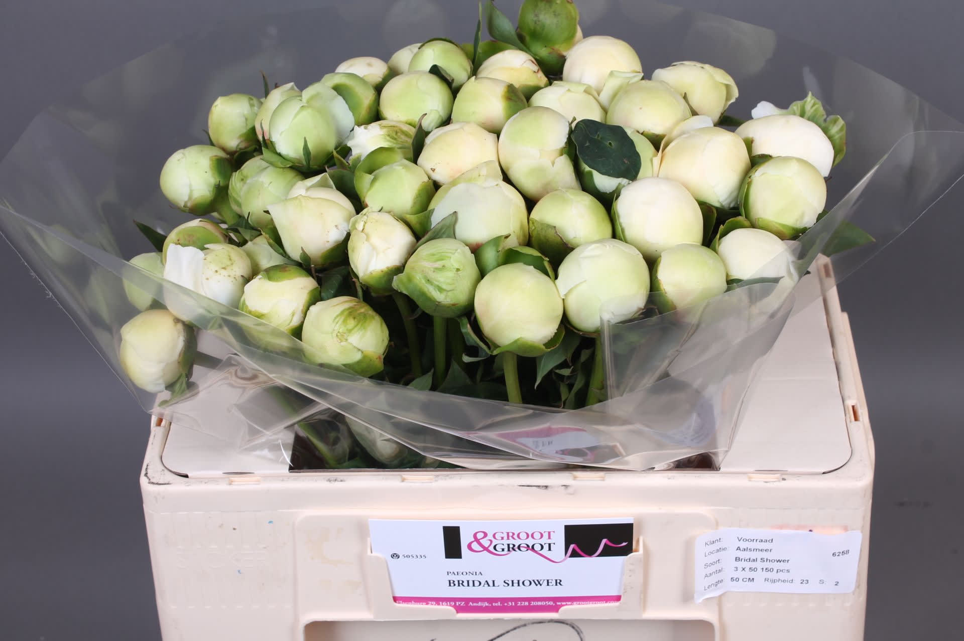 Срезанные цветы оптом Paeonia bridal shower от 50шт из Голландии с доставкой по России
