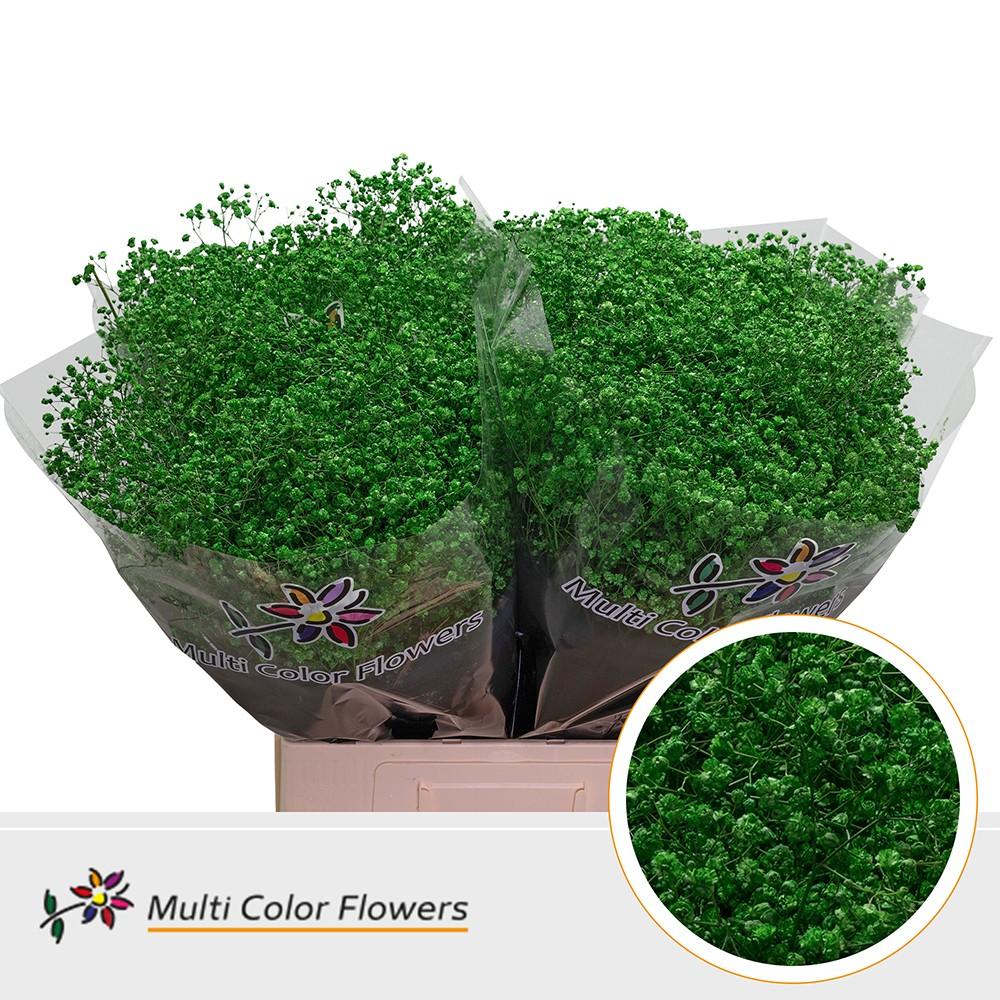 Срезанные цветы оптом Gyps large paint green dark от 100шт из Голландии с доставкой по России