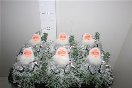 Горшечные цветы и растения оптом Solei Sol Groen Xmass от 6шт из Голландии с доставкой по России