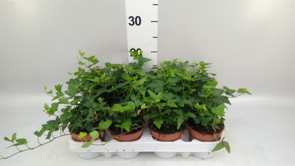 Горшечные цветы и растения оптом Hedera Helix shamrock от 12шт (для телеги) из Голландии с доставкой по России