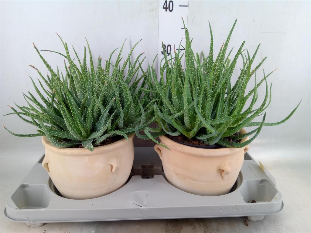 Горшечные цветы и растения оптом Aloe Humilis от 2шт из Голландии с доставкой по России