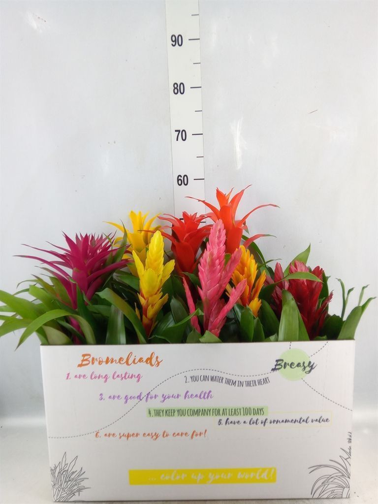 Горшечные цветы и растения оптом Bromelia   ...mix  6 от 10шт из Голландии с доставкой по России