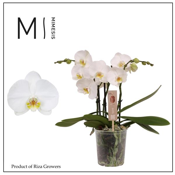 Горшечные цветы и растения оптом Phal 3st Spirit White 20+ (orchid Growers) от 6шт из Голландии с доставкой по России