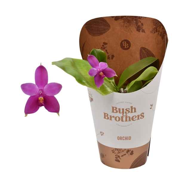 Горшечные цветы и растения оптом Phal 1st Smelling Violacea Mix Potcover от 6шт из Голландии с доставкой по России