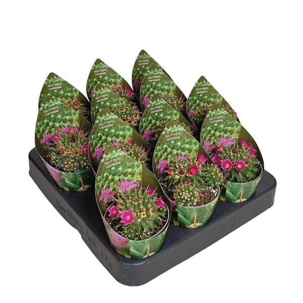 Горшечные цветы и растения оптом Mammillaria Brandegeei Potcover от 12шт (для телеги) из Голландии с доставкой по России
