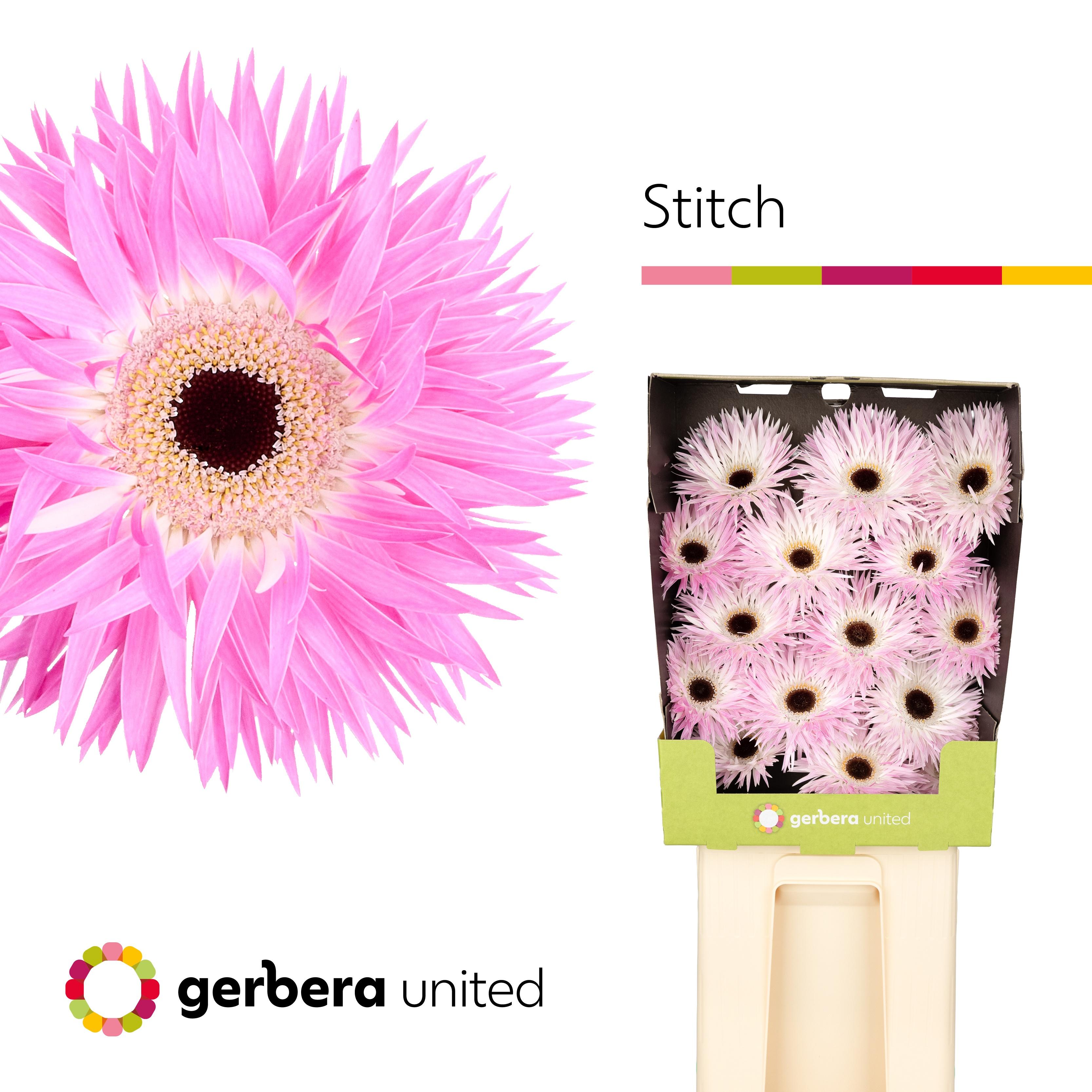 Срезанные цветы оптом Gerbera diamond gerspider stitch от 30шт из Голландии с доставкой по России
