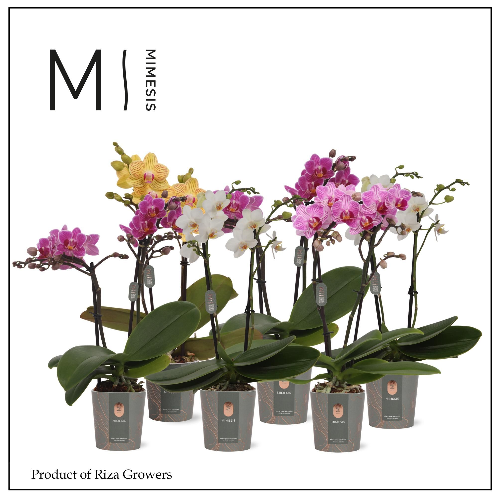 Горшечные цветы и растения оптом Phal Mini 1st Mix 16+ (orchid Growers) от 20шт (для телеги) из Голландии с доставкой по России
