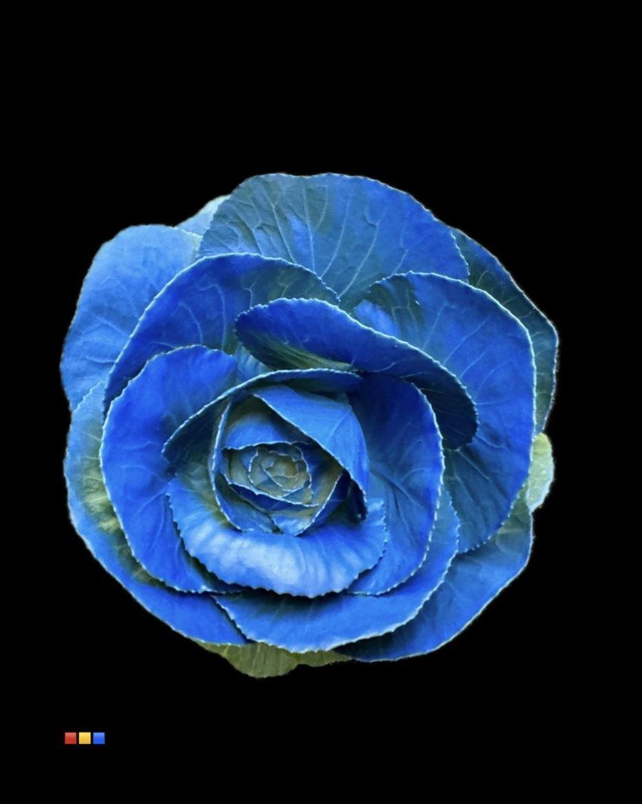 Срезанные цветы оптом Brassica paint blue от 20шт из Голландии с доставкой по России