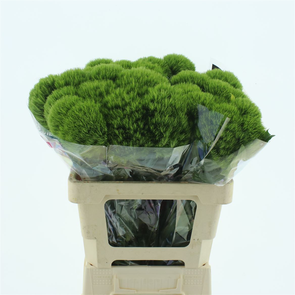 Срезанные цветы оптом Dianthus br kiwi mellow от 40шт из Голландии с доставкой по России