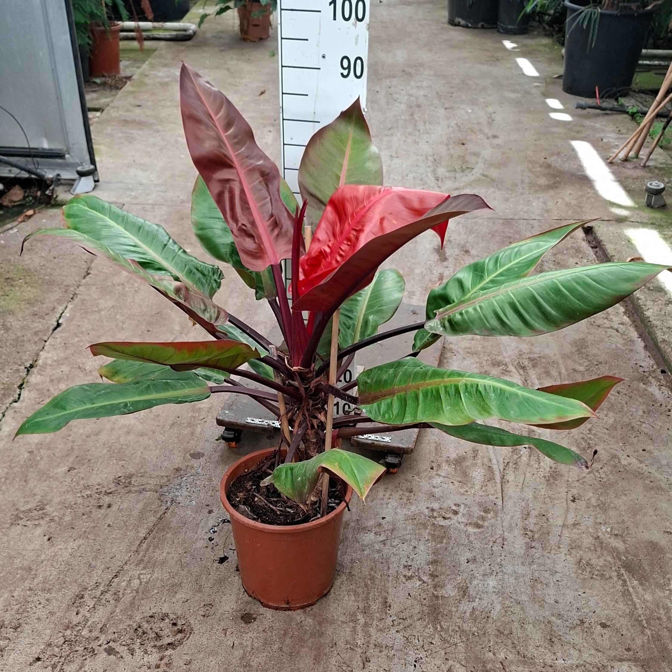 Горшечные цветы и растения оптом Philodendron Prince Of Orange от 1шт из Голландии с доставкой по России