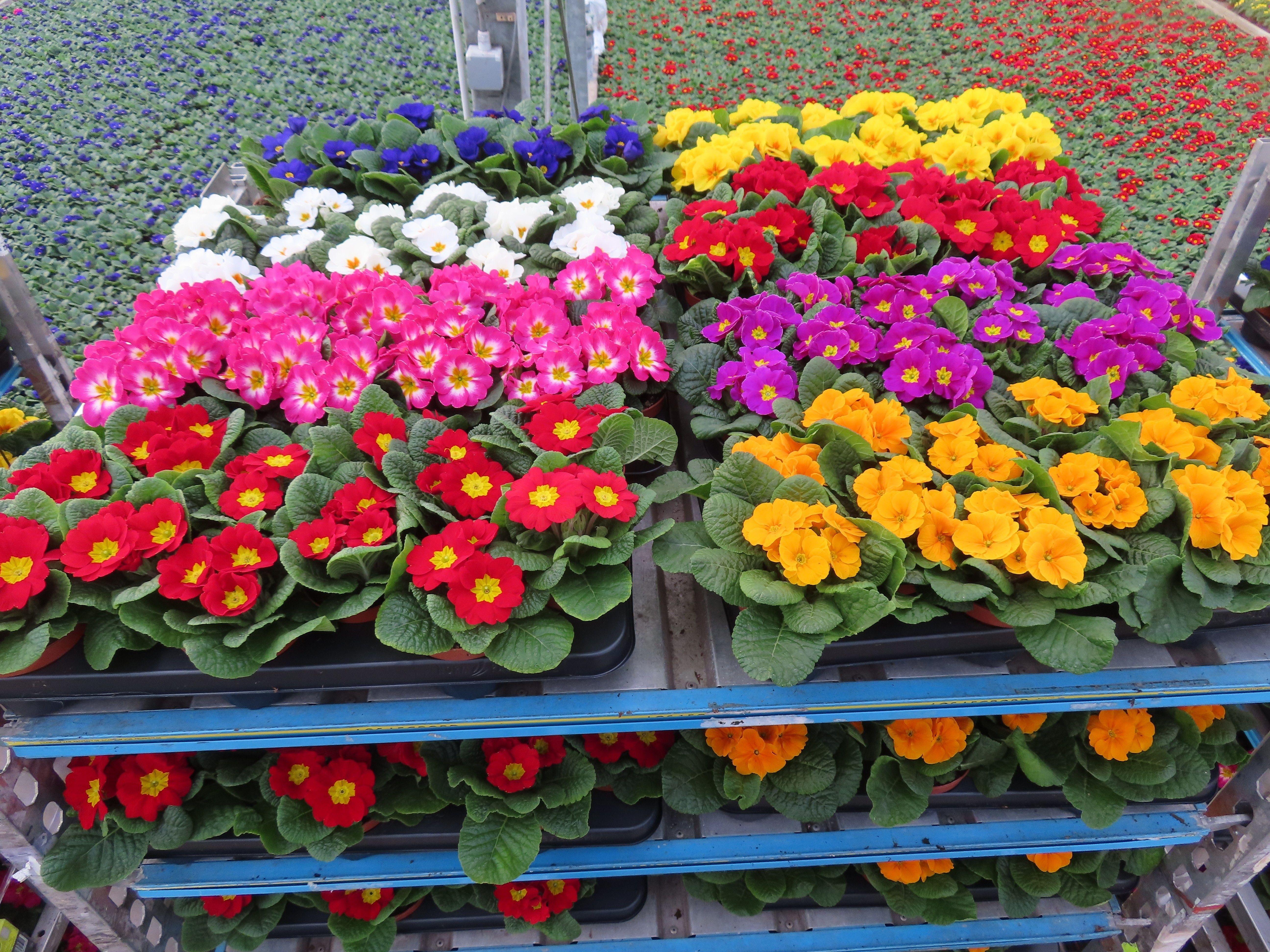 Горшечные цветы и растения оптом Prim Ac Mixk от 12шт из Голландии с доставкой по России