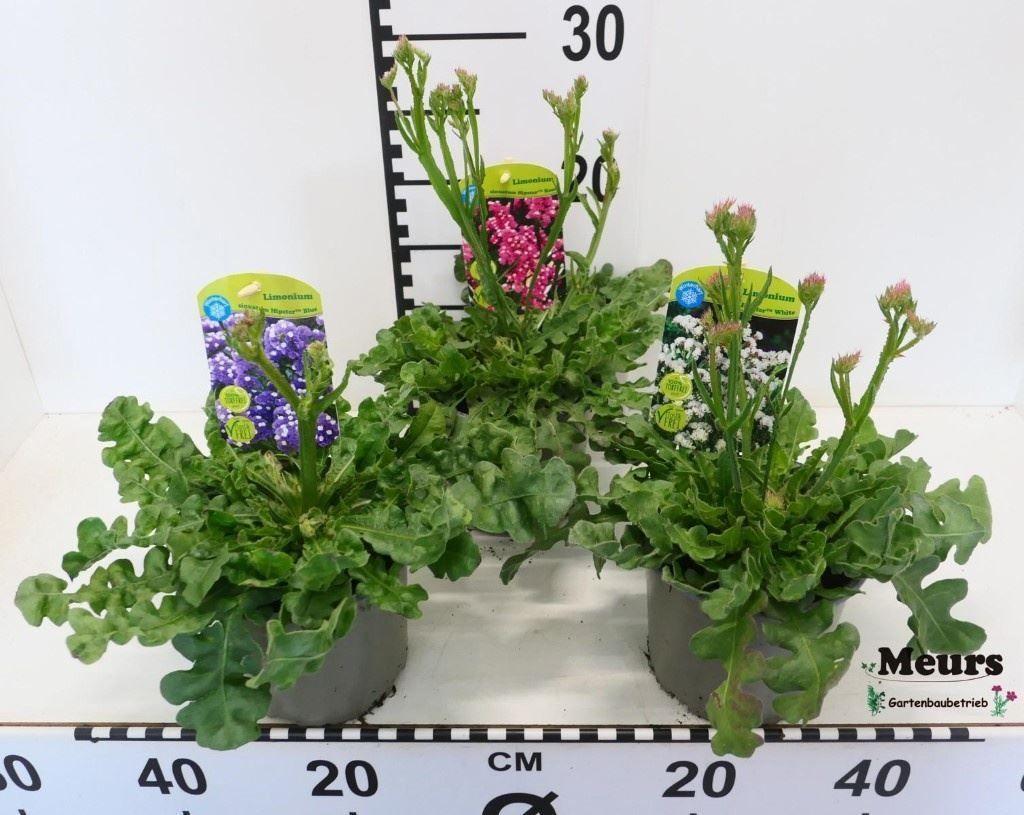 Горшечные цветы и растения оптом Limonium Sinuatum   ... от 8шт из Голландии с доставкой по России