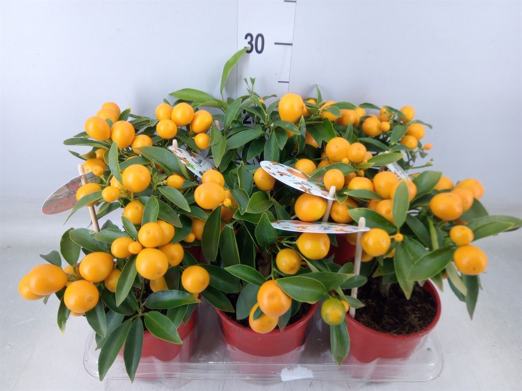 Горшечные цветы и растения оптом Fortunella Margarita от 6шт из Голландии с доставкой по России