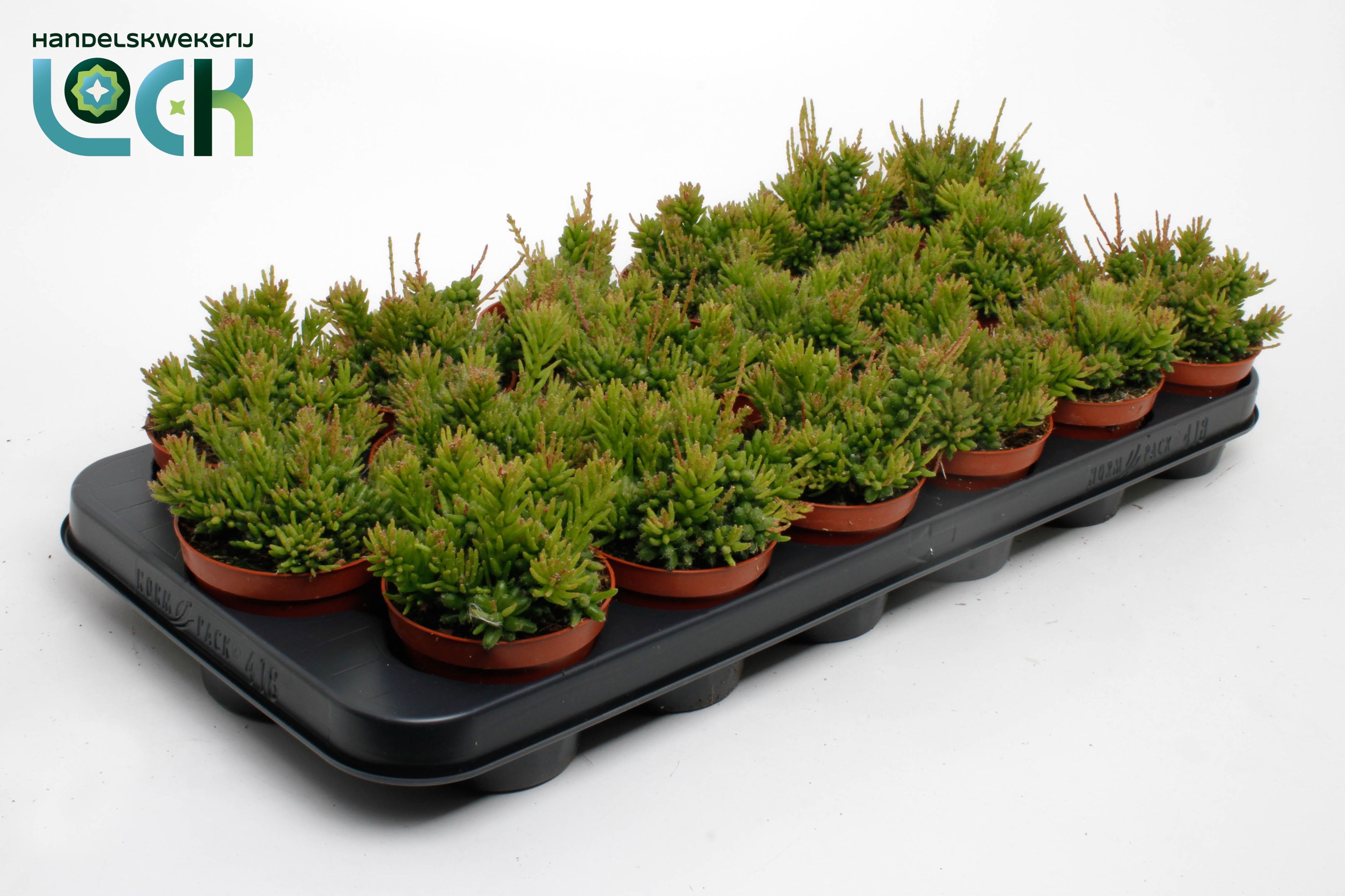 Горшечные цветы и растения оптом Rhipsalis Mesembryanthemoides от 18шт (для телеги) из Голландии с доставкой по России