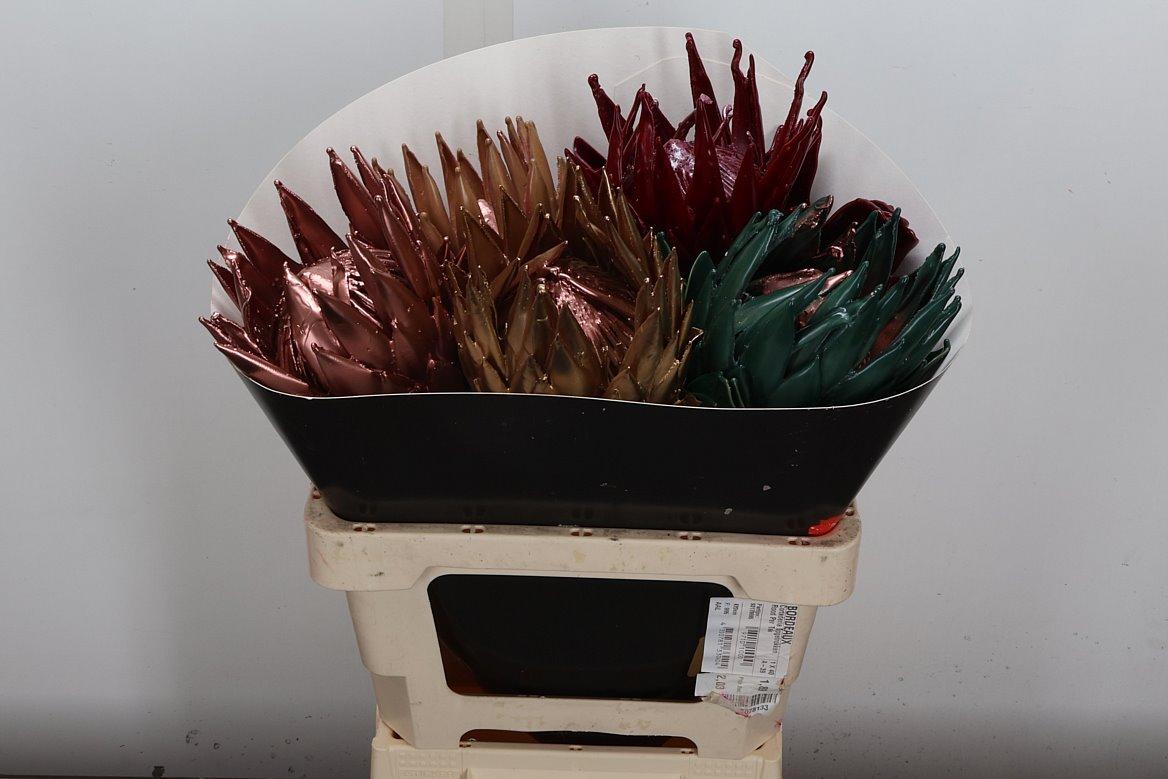 Срезанные цветы оптом Protea wax mix copper от 5шт из Голландии с доставкой по России