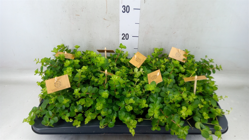 Горшечные цветы и растения оптом Peperomia Rotundifolia от 8шт из Голландии с доставкой по России