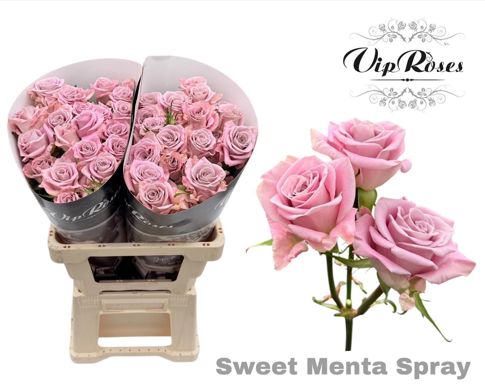 Срезанные цветы оптом Rosa spray sweet menta от 20шт из Голландии с доставкой по России