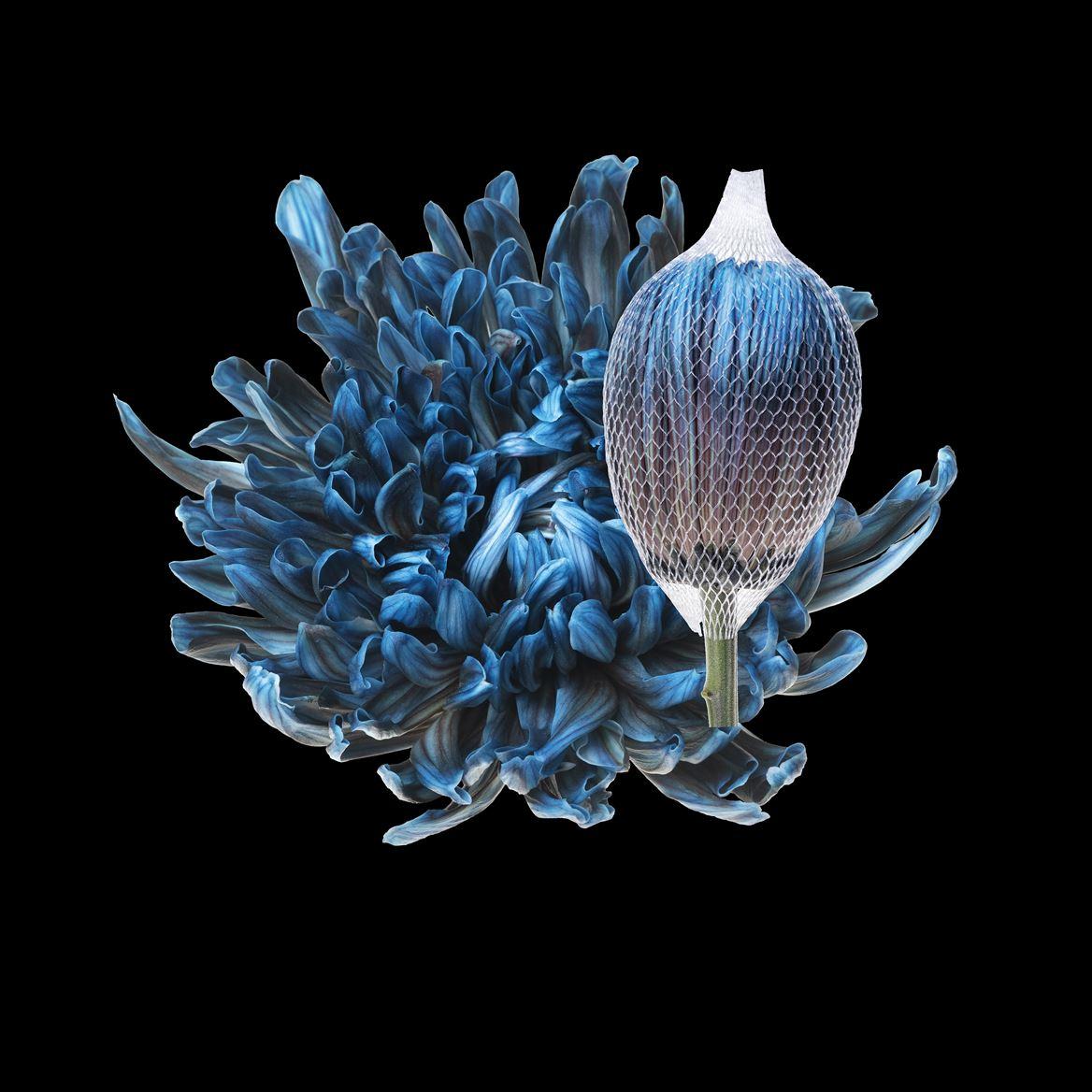 Срезанные цветы оптом Chrys bl paint antonov navy blue от 40шт из Голландии с доставкой по России