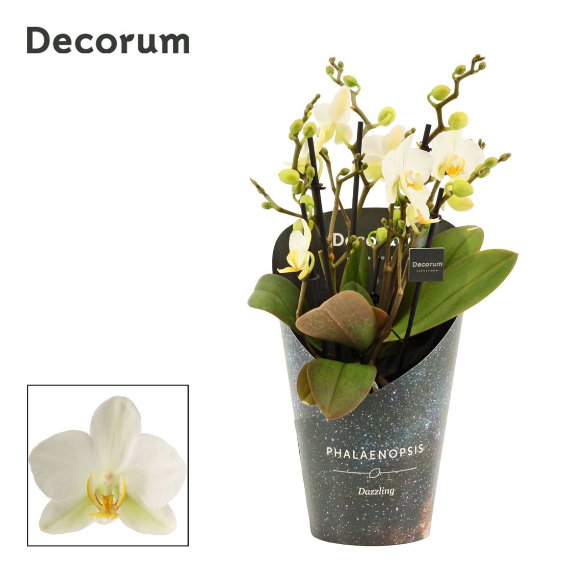 Горшечные цветы и растения оптом Phal 5st Dazzling Lausanne Decorum (duijn Hove) от 6шт из Голландии с доставкой по России