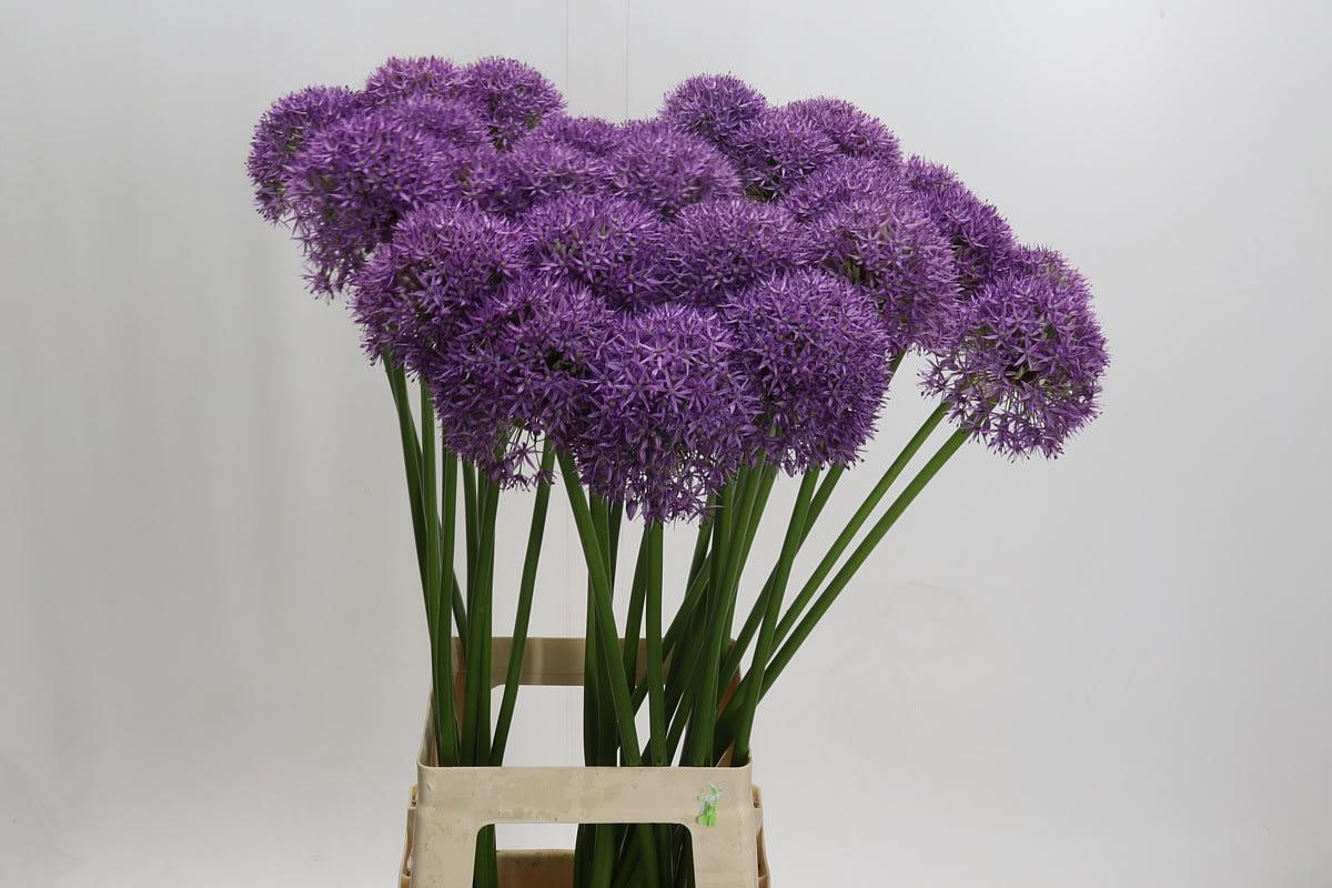 Срезанные цветы оптом Allium pinball wizard от 30шт. из Голландии с доставкой по России