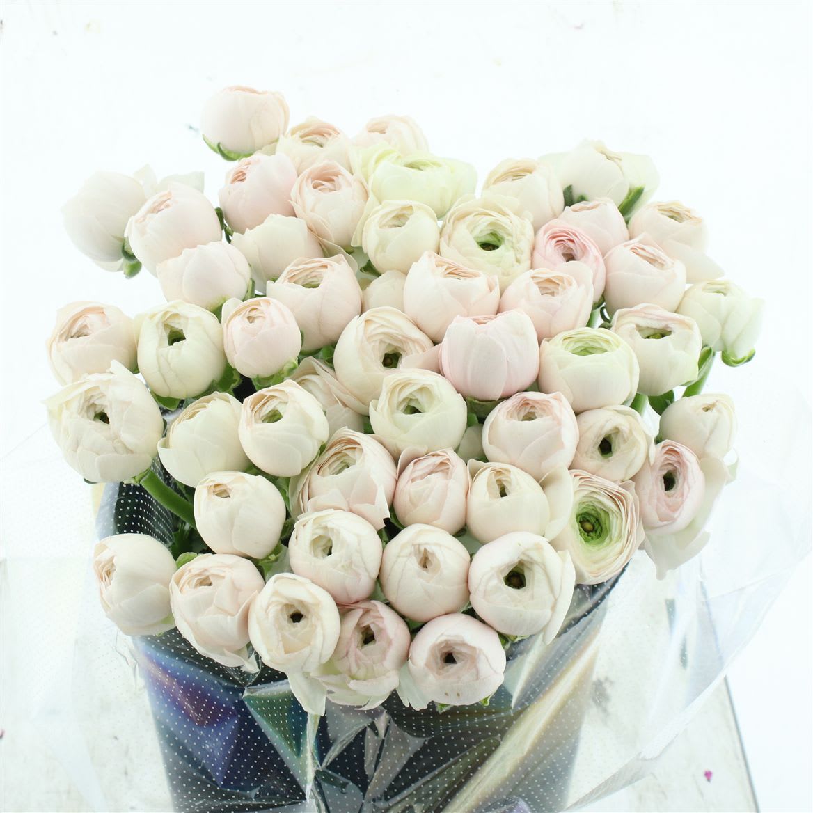 Срезанные цветы оптом Ranunculus clooney hanoi от 50шт из Голландии с доставкой по России