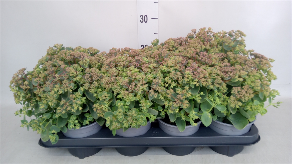 Горшечные цветы и растения оптом Sedum Telep. от 8шт из Голландии с доставкой по России