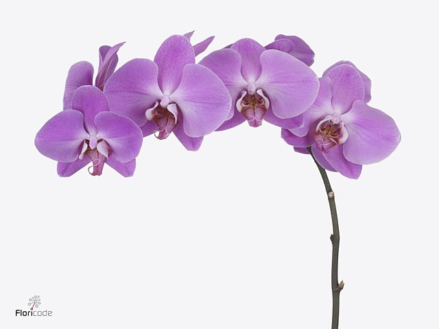 Срезанные цветы оптом Phalaenopsis anthura pusan (per flower) от 45шт из Голландии с доставкой по России