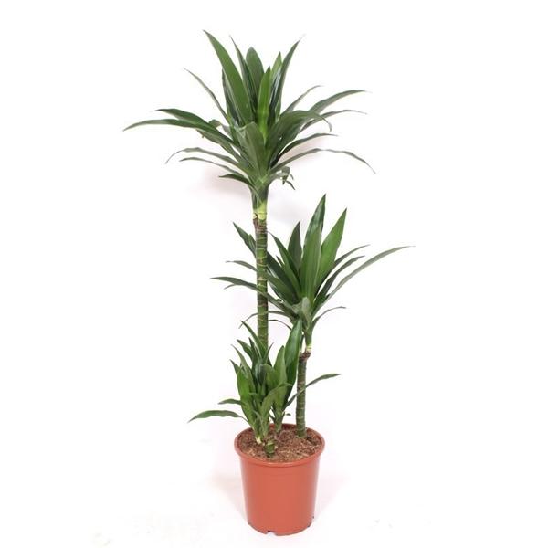 Горшечные цветы и растения оптом Drac Janet Craig 60-30-15 от 1шт из Голландии с доставкой по России