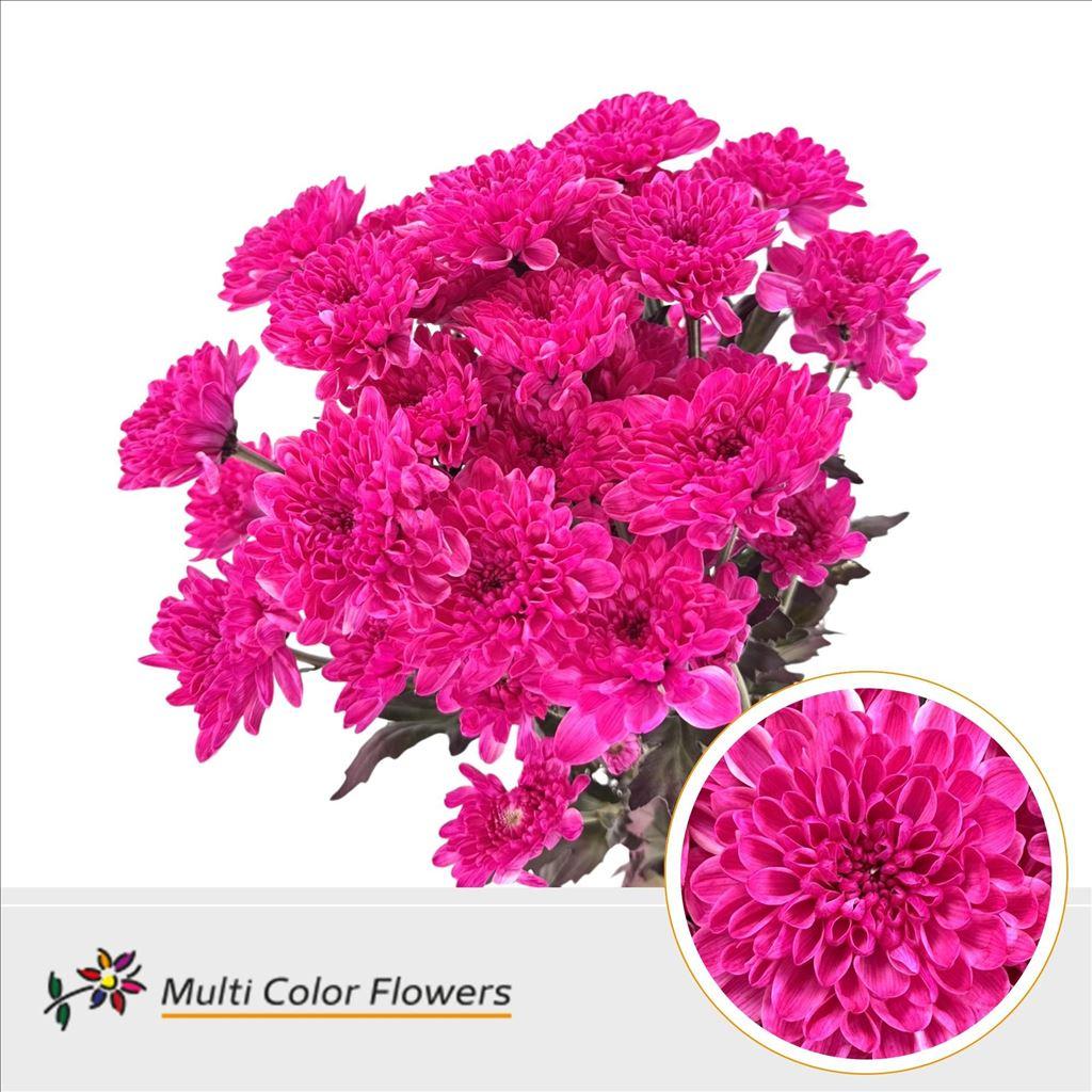 Срезанные цветы оптом Chrys sp paint altaj hot pink от 40шт из Голландии с доставкой по России