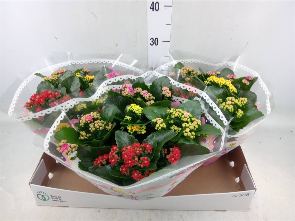 Горшечные цветы и растения оптом Kalanchoe Blos.   ..rosebud Mix/pot от 3шт из Голландии с доставкой по России