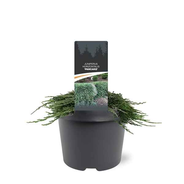 Горшечные цветы и растения оптом Juniperus Hor Pancake от 1шт из Голландии с доставкой по России