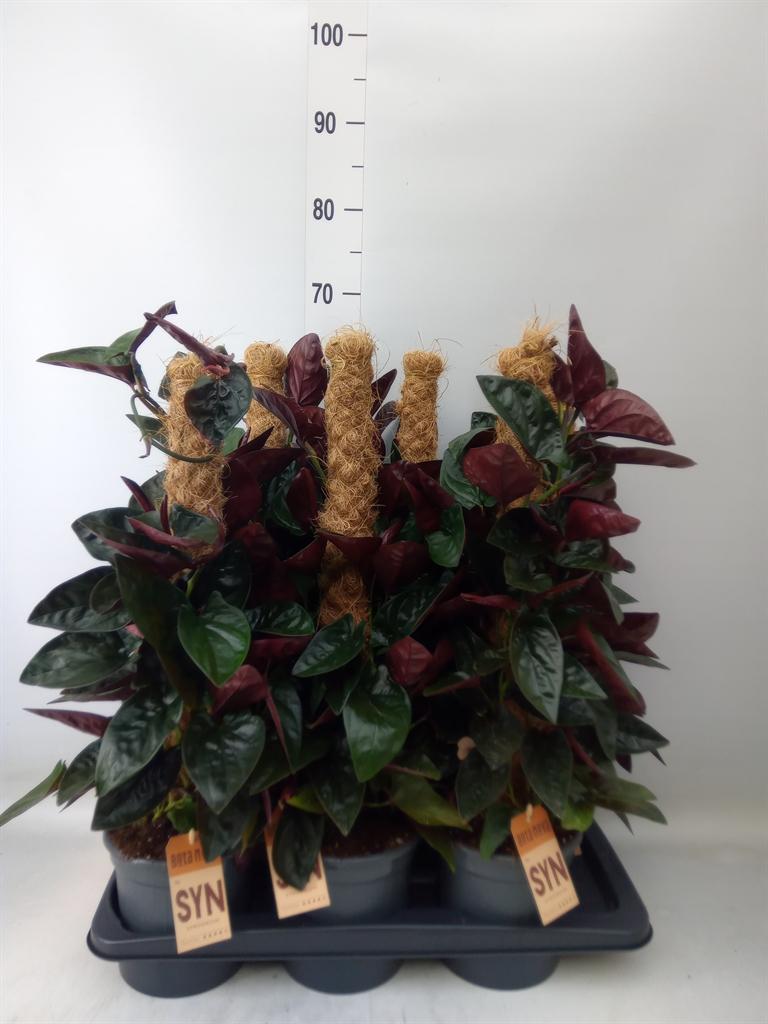 Горшечные цветы и растения оптом Syngonium   ... от 6шт из Голландии с доставкой по России