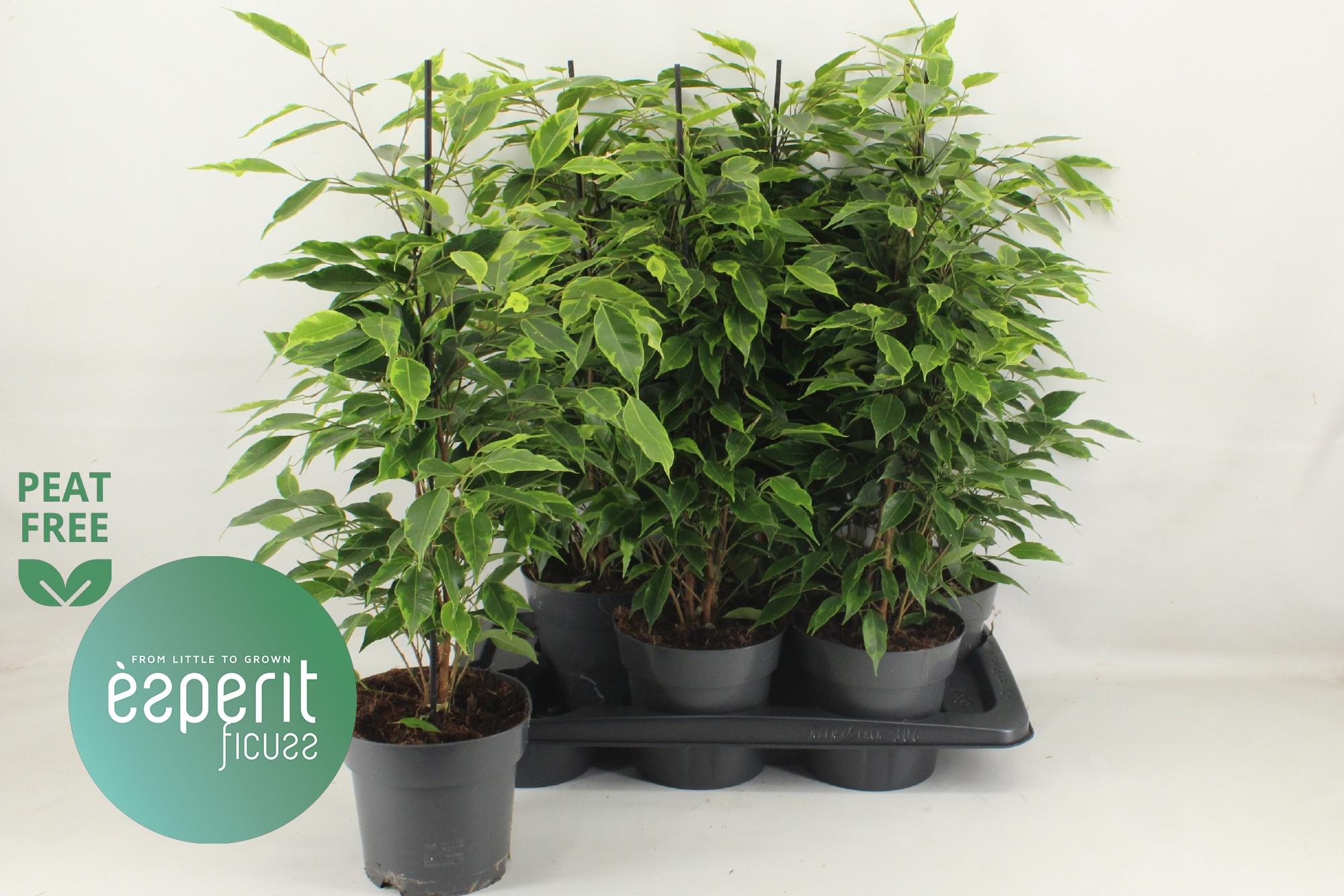 Горшечные цветы и растения оптом Fic Be Anastasia от 6шт из Голландии с доставкой по России